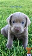 labrador retriever puppy posted by daisieduke