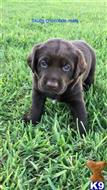 labrador retriever puppy posted by daisieduke