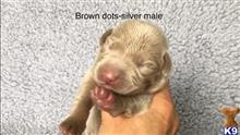 labrador retriever puppy posted by daisieduke