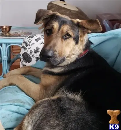 German Shepherd female dog: Black and tan German Shepherd lounging on a blue couch