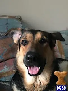 German Shepherd female dog: Smiling German Shepherd with a black and tan coat indoors