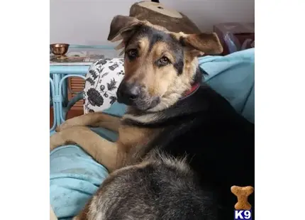 German Shepherd