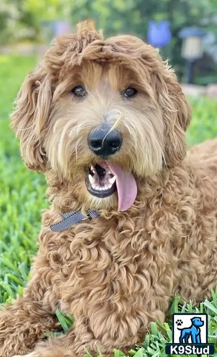 Goldendoodles female dog