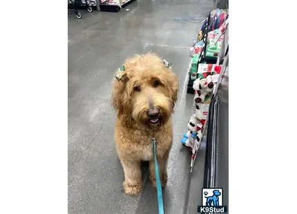 Goldendoodles