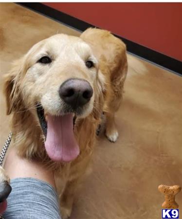 Golden Retriever dog