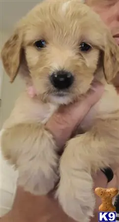 Goldendoodles puppy for sale