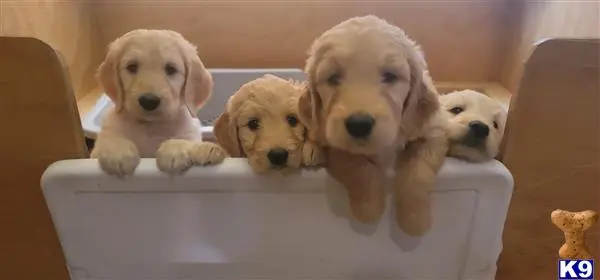 Goldendoodles