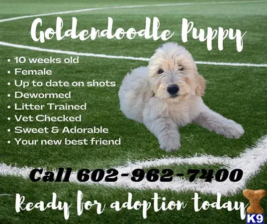 Goldendoodles puppy for sale