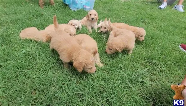 Goldendoodles puppy for sale