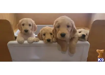 Goldendoodles