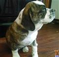 Old English Bulldog