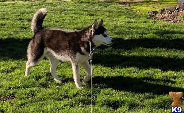 Siberian Husky