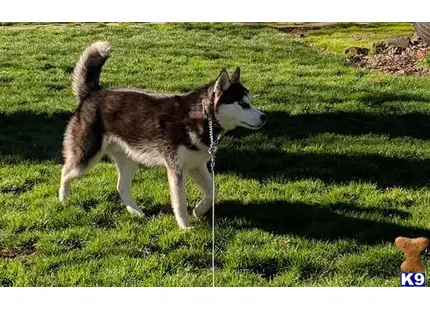 Siberian Husky