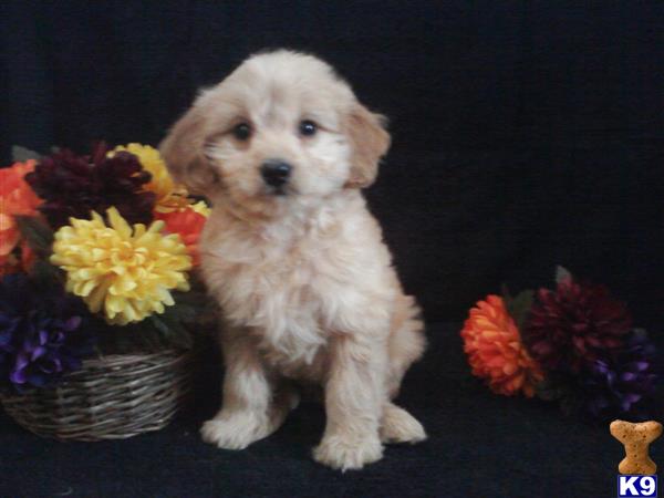 goldendoodles puppy posted by dakota67888
