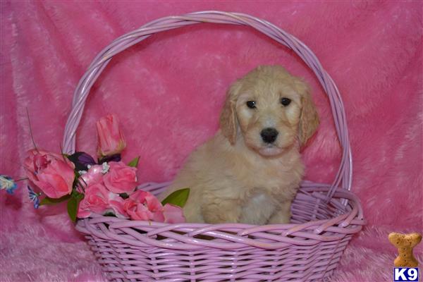goldendoodles puppy posted by dakota67888