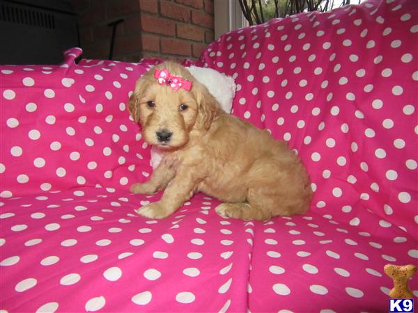 goldendoodles puppy posted by dakota67888