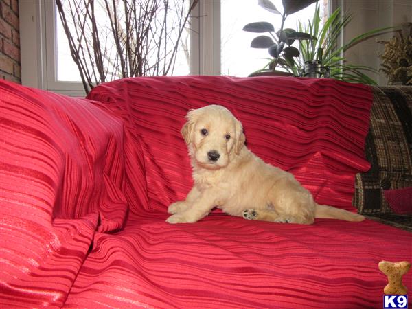 goldendoodles puppy posted by dakota67888