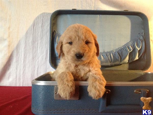 goldendoodles puppy posted by dakota67888