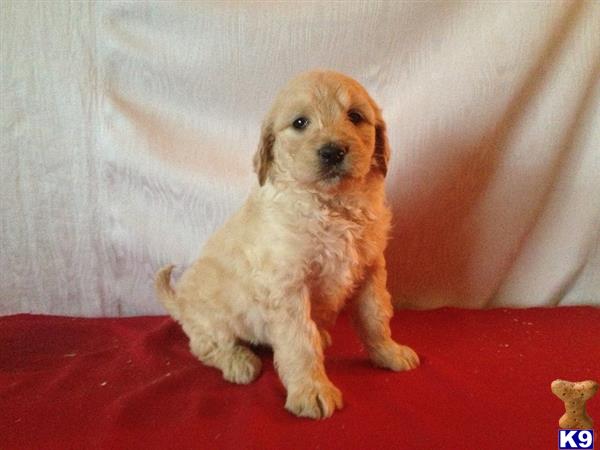 goldendoodles puppy posted by dakota67888