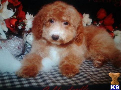 goldendoodles puppy posted by dakota67888