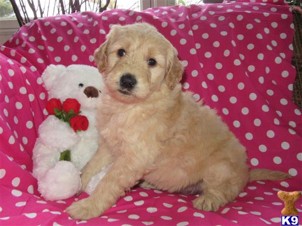goldendoodles puppy posted by dakota67888