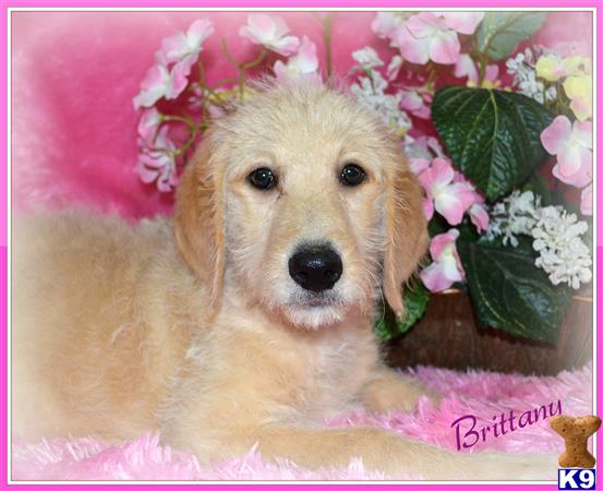labradoodle puppies wisconsin sale 500 labradoodle puppies for sale labradoodle puppies wisconsin sale 500 labradoodle puppies for sale