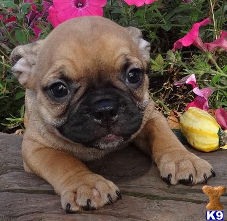 frenchie pug breeders home frenchie pugs breeds picture frenchie pug breeders home frenchie pugs breeds picture
