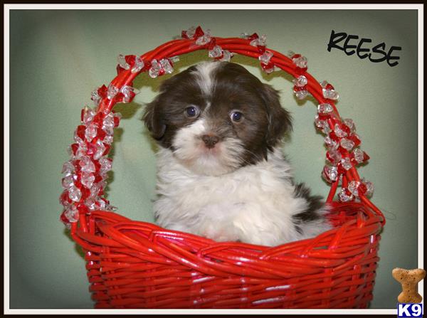 shih tzu puppy posted by dakota67888