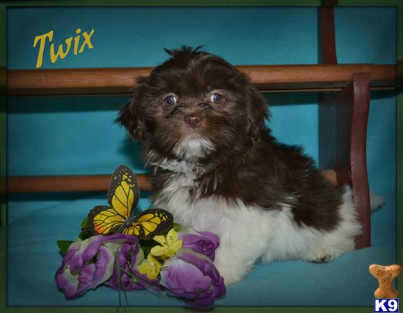 shih tzu puppy posted by dakota67888