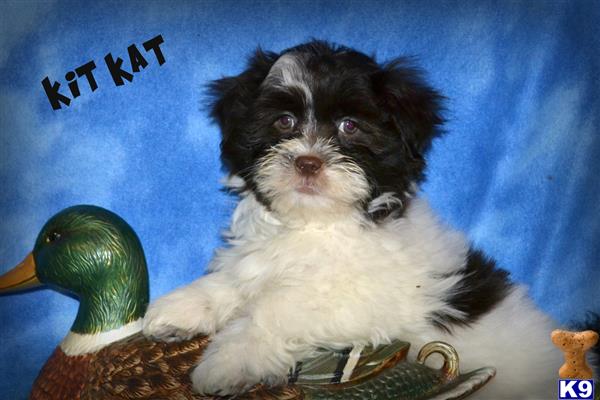 shih tzu puppy posted by dakota67888