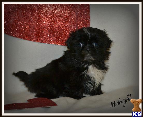 shih tzu puppy posted by dakota67888