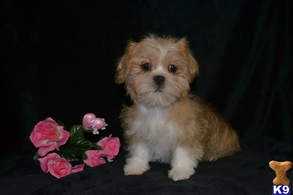 shih tzu puppy posted by dakota67888