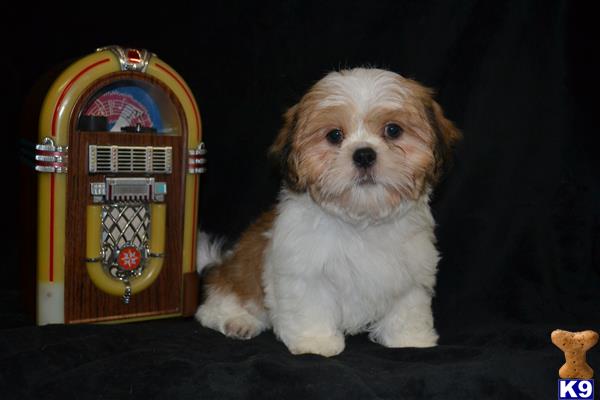 shih tzu puppy posted by dakota67888