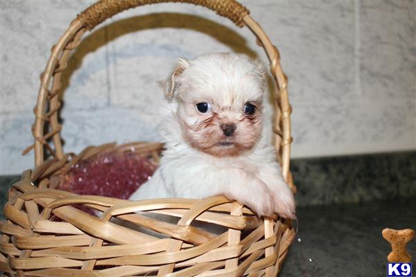 shih tzu puppy posted by dakota67888