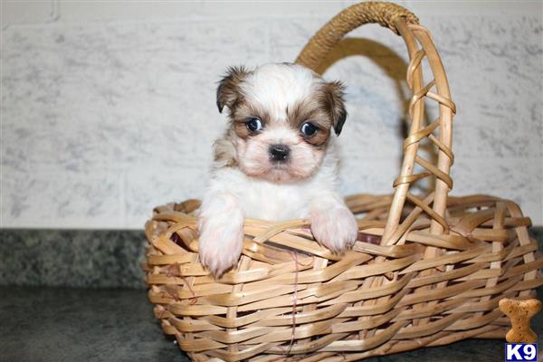 shih tzu puppy posted by dakota67888