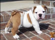 english bulldog puppy posted by dakota67888