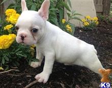 french bulldog puppy posted by dakota67888