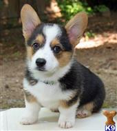 pembroke welsh corgi puppy posted by dakota67888