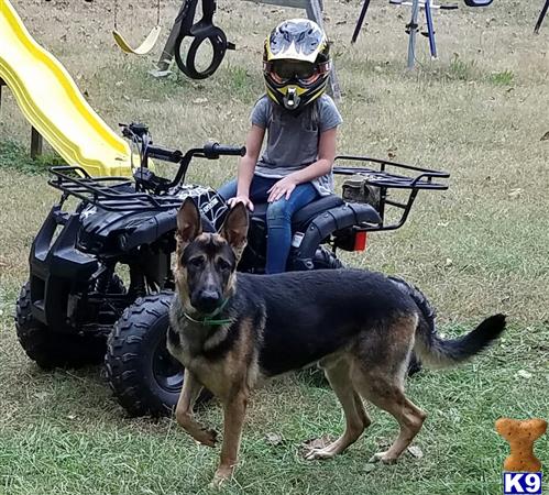 German Shepherd dog