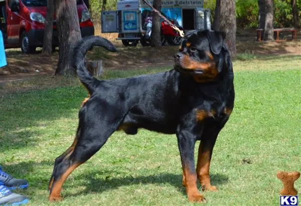 Rottweiler puppy for sale: a black rottweiler dog standing on grass