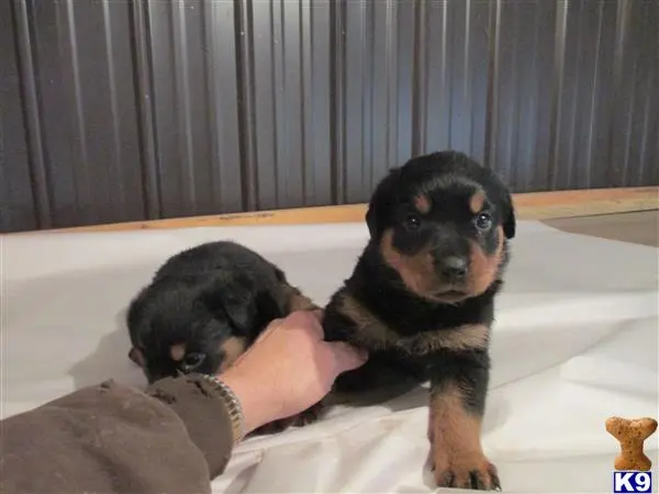 Rottweiler puppy for sale: a person holding a rottweiler puppy