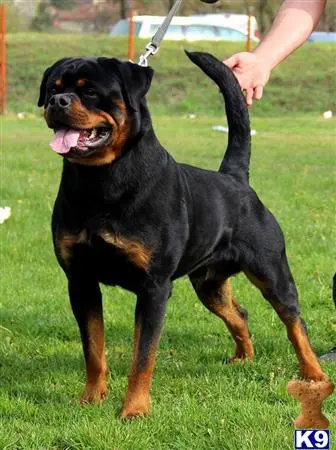 Rottweiler puppy for sale: a rottweiler dog standing on grass