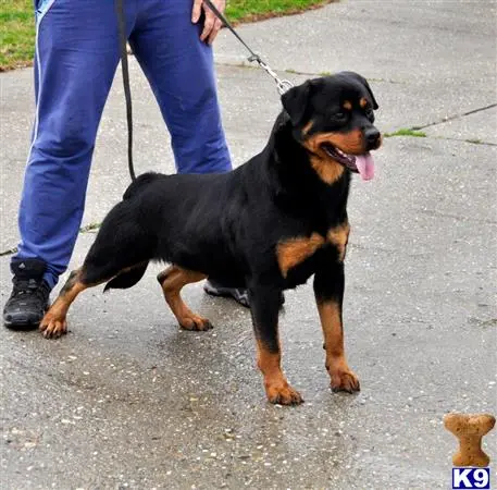 Rottweiler puppy for sale: a rottweiler dog on a leash