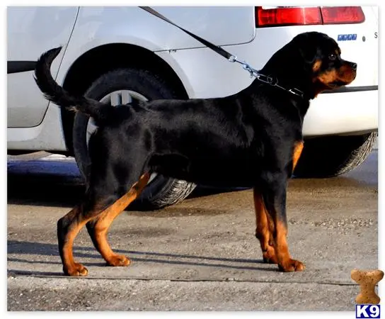 Rottweiler puppy for sale: a rottweiler dog on a leash