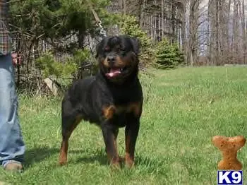 Rottweiler puppy for sale: a rottweiler dog standing in a grassy area