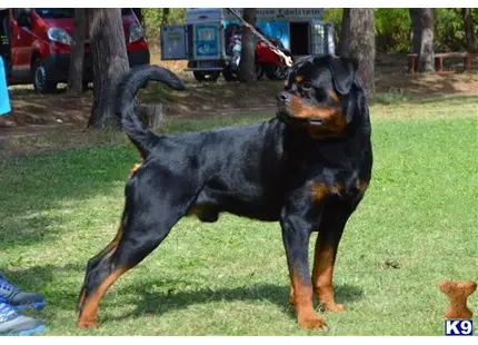Rottweiler puppy for sale: a black rottweiler dog standing on grass