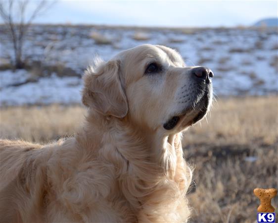 golden retriever bloodlines golden retriever puppy for sale chion bloodlines 16 weeks golden retriever bloodlines golden retriever puppy for sale chion bloodlines 16 weeks