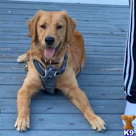 Golden Retriever stud dog