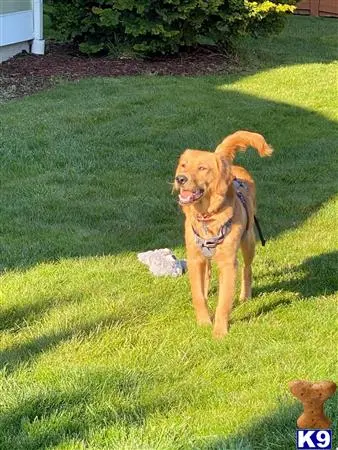 Golden Retriever stud dog