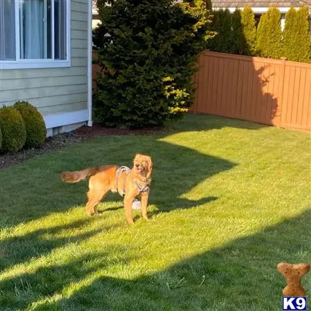 Golden Retriever stud dog